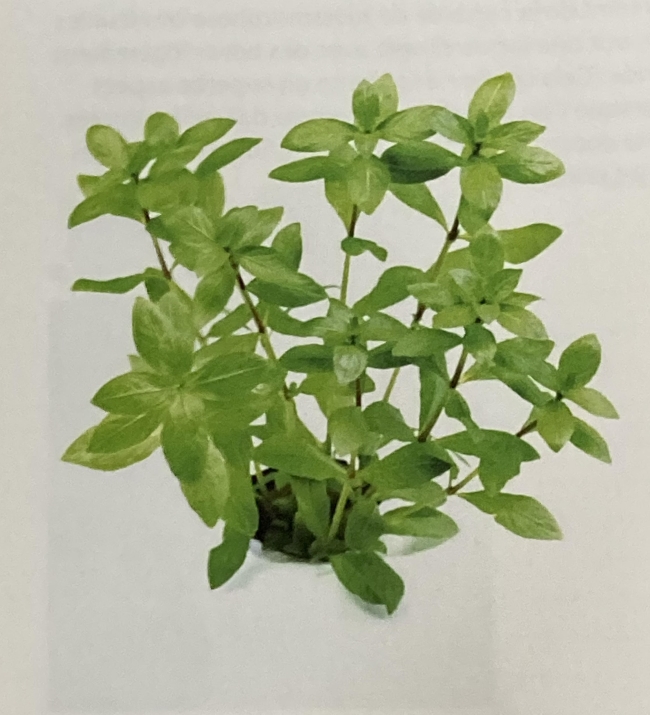 hygrophila polysperma